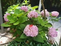 -缘生态云南菜·野生菌庭院餐厅(华侨城店)