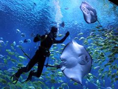 -烟台海昌鲸鲨海洋公园