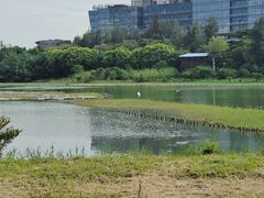 -华侨城湿地公园