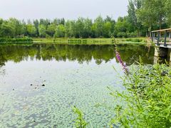 -东郊湿地公园