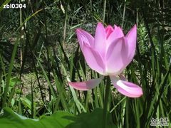 -紫竹院公园冰场