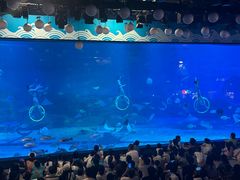 -烟台海昌鲸鲨海洋公园