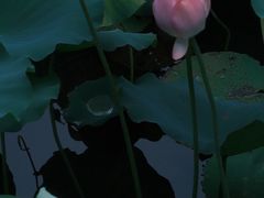 -荔湾湖公园