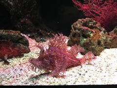 -暹罗海洋世界