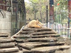 -灵玲国际马戏城