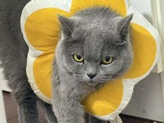 -嘉馨宠物医院·CT影像转诊·心脏科·犬猫全科诊疗中心(下沙大学城院区)