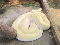-上海大自然野生昆虫馆(东方明珠·爬宠昆虫探索中心)