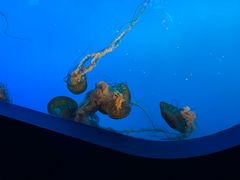 -太平洋海底世界