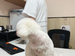 -瑞派紫金宠物医院24小时·骨科·中兽医·重症转诊中心(番禺大石院)