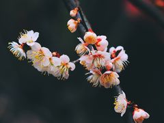 -无锡梅园公园