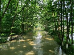 -桤木河湿地公园