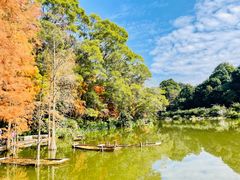 -深圳仙湖植物园