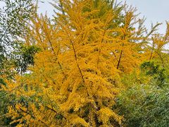 -国家植物园南园