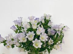 -素咫咖啡CLIFEROSE(新安店)