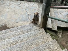 -黔灵山公园
