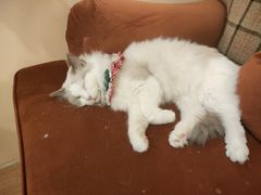 -怪兽屋·羊驼·猫咖·狗咖(俊华广场店)