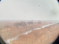 -盐城丹顶鹤湿地生态旅游区