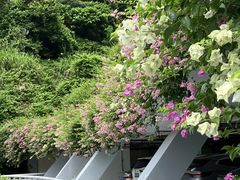 -深圳仙湖植物园