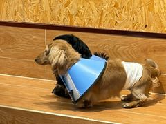 -和它·交个朋友·狗咖猫咖(爱琴海店)