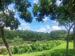 -大亚湾红树林城市湿地公园