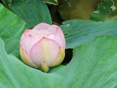 -重元寺香积厨素斋馆