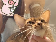 -米宠家·撸猫猫咖·专业洗猫·猫咪寄养(高新大都荟店)