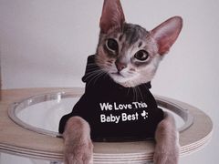 -猫十亿·布偶金渐层·曼基康矮脚猫舍(青年路店)