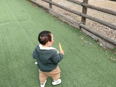 -苏州太湖西山岛开心农场