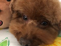 -乐琪宠物(青塔西路店)