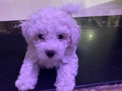 -pd派德宠物中心医院24H急重症·眼科中心·血液透析中心(嵩山北路店)