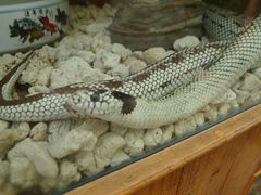 -上海大自然野生昆虫馆