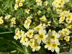 -墨尔本皇家植物园