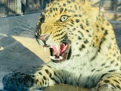 -石家庄市动物园