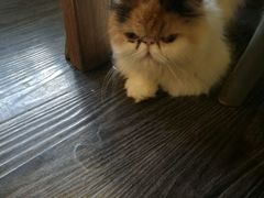 -吉丁鸟咖·异宠·寄养