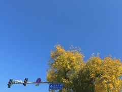 -金枝玉叶上海人家食府(三里河店)