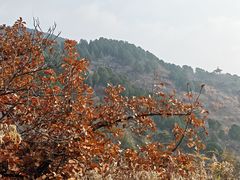 -正兴蜀园(科技园区店)