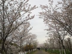 -上海海湾国家森林公园