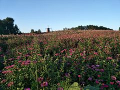 -北纬44度·金珠花海休闲农业旅游景区