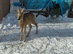 -雪谷