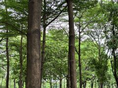 -顺峰山公园