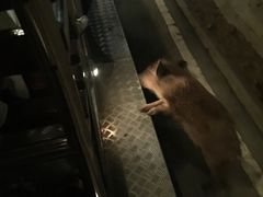 -清迈夜间动物园