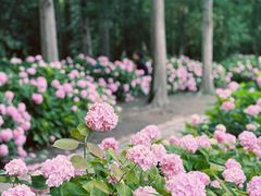 -上海滨江森林公园