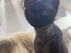 -楼上猫咖(罗湖店)