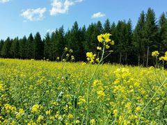 -塞罕坝国家级自然保护区