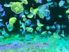 -珠海长隆海洋王国