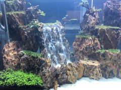 -中环花鸟鱼虫市场