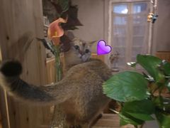 -猫色咖啡·猫咖