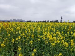 -三圣花乡旅游区