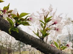 -同济大学(嘉定校区)