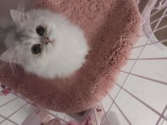 -东方名猫馆·英短金渐层布偶猫舍(环线广场1号楼店)